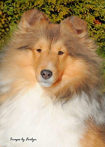 Highledge shelties shop